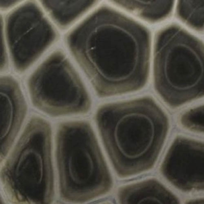 9. TARTARUGA